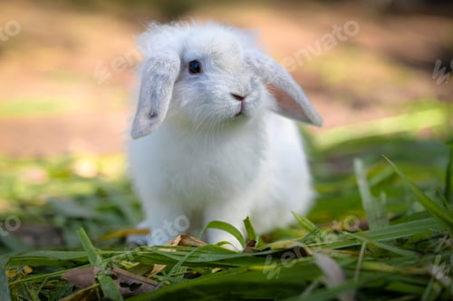 Preview: Rabbit, Close up shot.