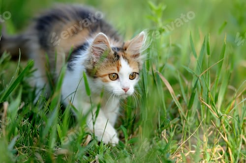 Preview: Young cat