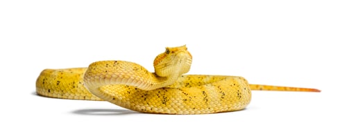 Preview: the eyelash viper, is a venomous pit viper against white background
