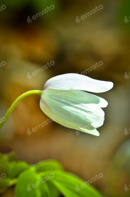 Preview: a beautiful white wood anemone in the forest in springtime