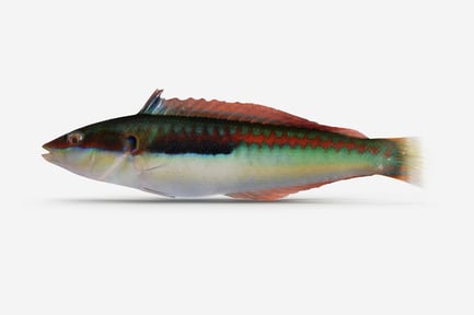 Preview: Mediterranean Rainbow Wrasse - Coris Julis