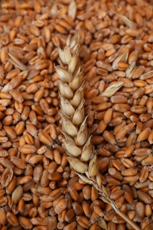 Preview: Many wheat grains and spikelet as background