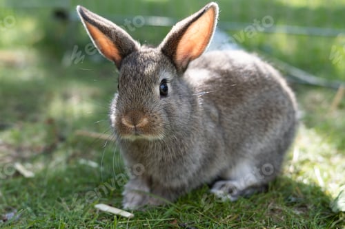 Preview: Brown little rabbit on the grass outdoorsBrown little rabbit on the grass outdoors.