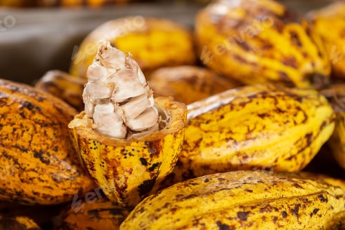 Visualização: Grãos de cacau e vagem de cacau em uma superfície de madeira