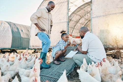 Preview: Egg, checklist and chicken with black family on farm for agriculture, environment and bonding. Rela