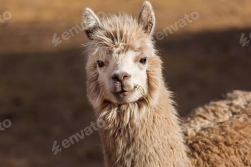 Preview: Llama