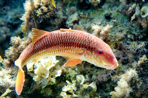 Preview: Vibrant Red mullet fish swimming in Mediterranean Sea