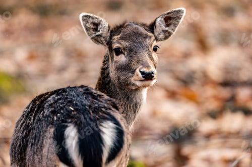 Preview: a baby deer standing in the middle of leaves and foliage