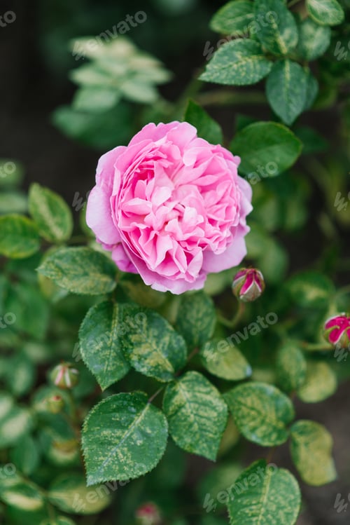 Preview: Beautiful Flowers of the Peony Shaped English Rose Mary Rose in the Garden in Summer