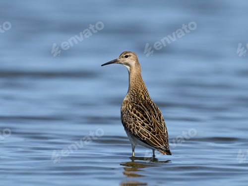 Preview: Ruff (Calidris pugnax)