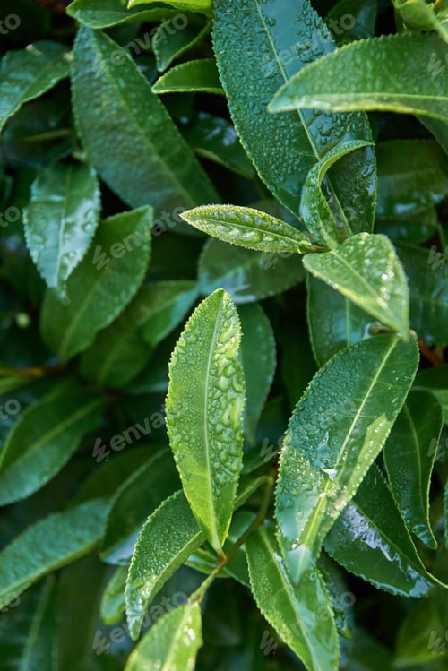 Preview: Close-up of wet green leaves with visible water droplets on lush foliage