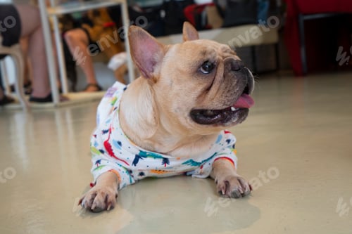 Preview: French bulldog in the cafe