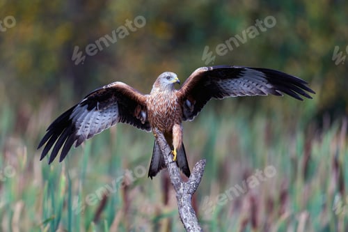 Preview: Red kite (Milvus milvus)