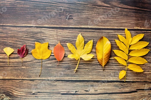 Preview: leaf