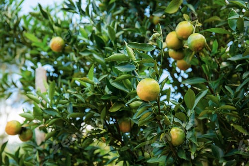 Vorschau: Orange auf Baum am Himmel