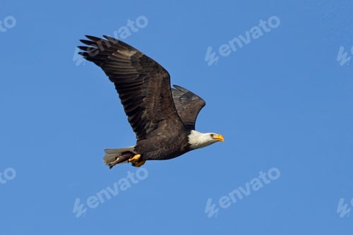 Preview: Bald eagle with a fish in its talons.