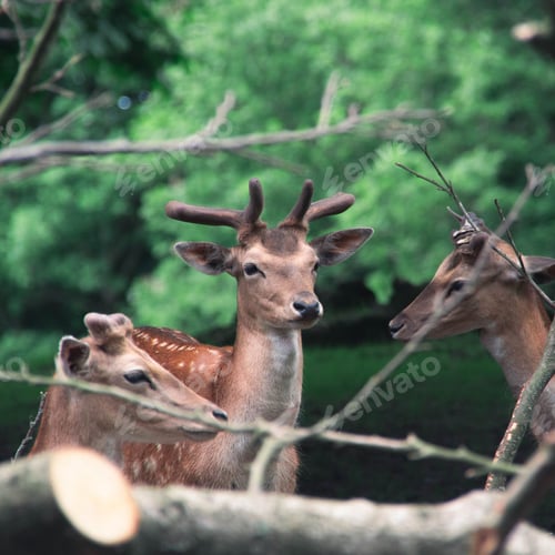 Preview: White-tailed deers standing near a line of trees and bushes in a natural forest environment