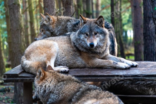 Preview: two wolves laying down together on a wooden bench in the woods