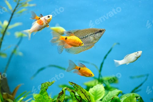 Preview: Colorful exotic fish swimming in deep blue water aquarium with green tropical plants