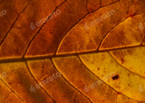 Preview: Orange autumn leaf with veins texture