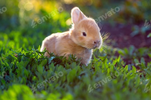 Preview: little red rabbit