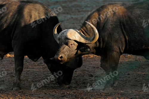 Preview: African buffalo portrait - South Africa