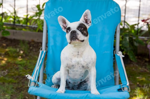 Preview: Pet animal; French buldog indoor