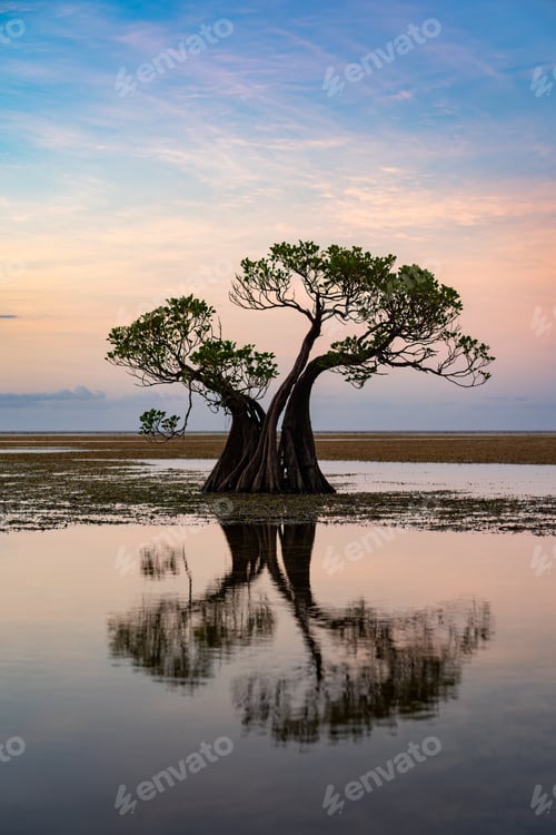 Preview: Dancing Mangrove Trees of Sumba Island in Indonesia.