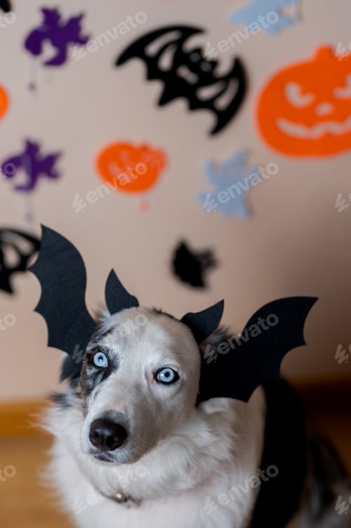 Preview: pet during halloween party