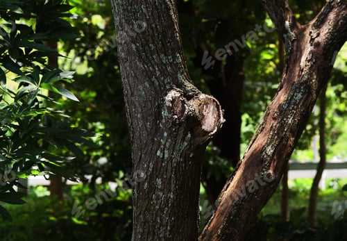 Preview: The tree trunks in the forest