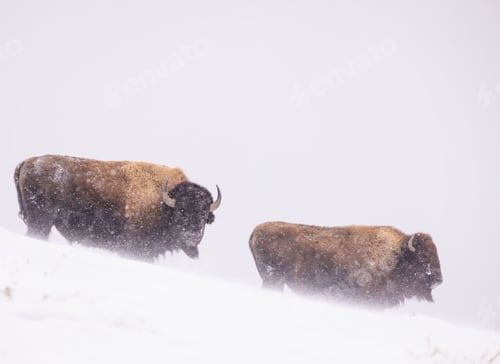 Preview: Bisons in a winter landscape during the snowfall