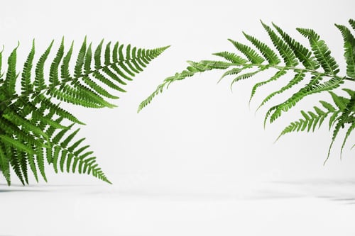 Preview: Creative layout of colorful tropical fern leaves on a white background in the sun with shadows