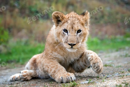 Preview: Young lion cub in the wild