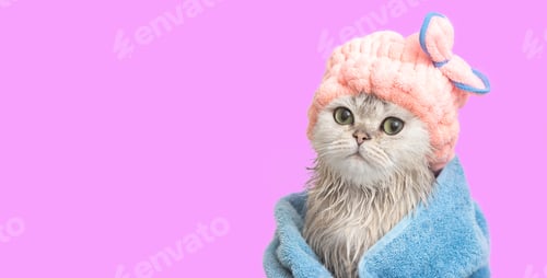 Preview: Funny wet white cat,wrapped in a blue towel, in a pink hat on his head, on a wide pink background.