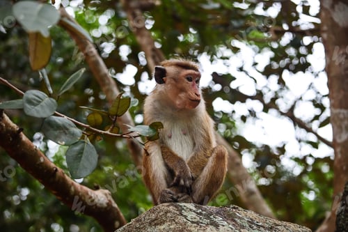 Preview: Lonely monkey Ceylon macaque on the rock