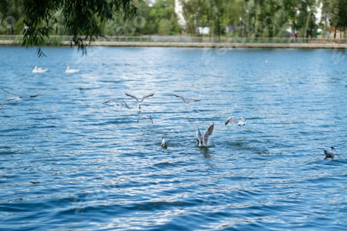 Preview: seagulls in the lake in the city park in summer.
