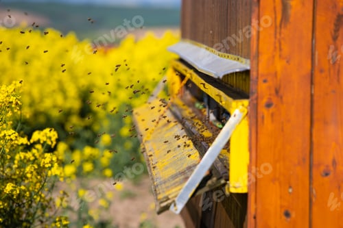 Preview: Beehive boxes for beekeeping and honey collecting in blooming canola field