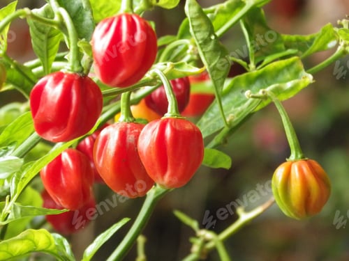 Preview: Closeup shot of Trinidad Moruga Scorpion-One of the hottest peppers in the world