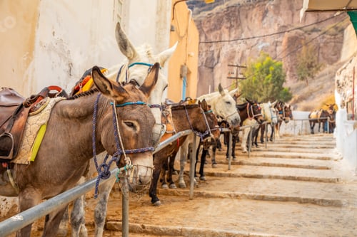 Preview: Traditional Donkey on Stairs in Thira, Santorini Island in Greece