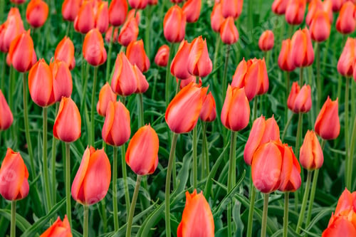 Preview: A Large Field Of Coral Peach Tulips Flowers Bloom In Springtime In Holland Michigan