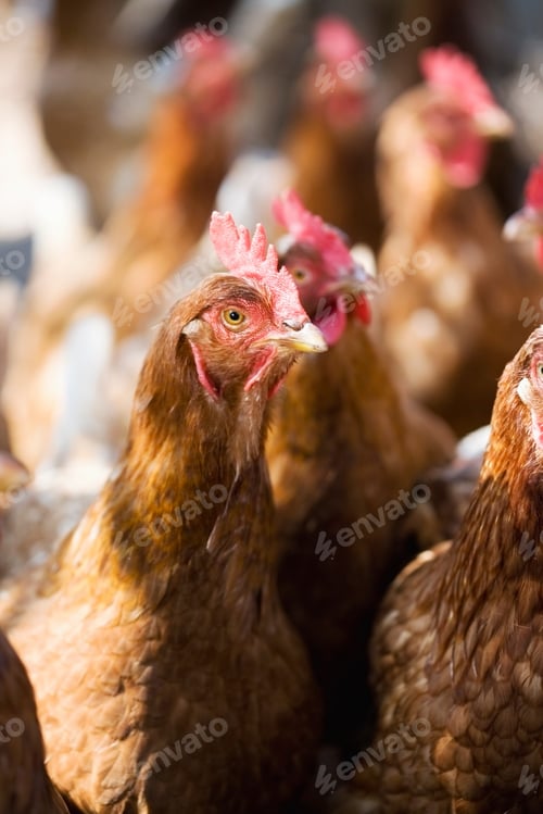 Preview: Close up of chicken's face