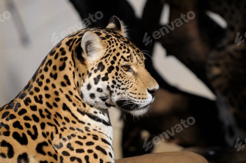Preview: Jaguar