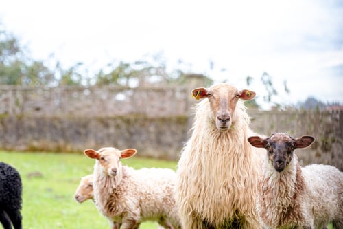 Preview: white sheep and lambs