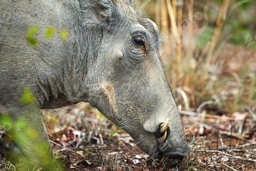 Preview: Looking for some mud to wallow in
