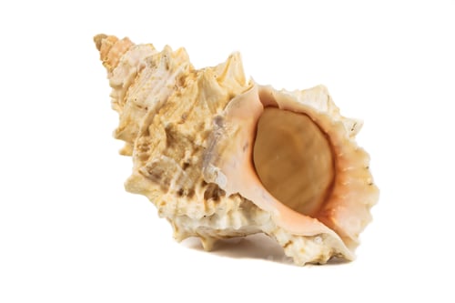 Preview: shell of a sea snail on a white background