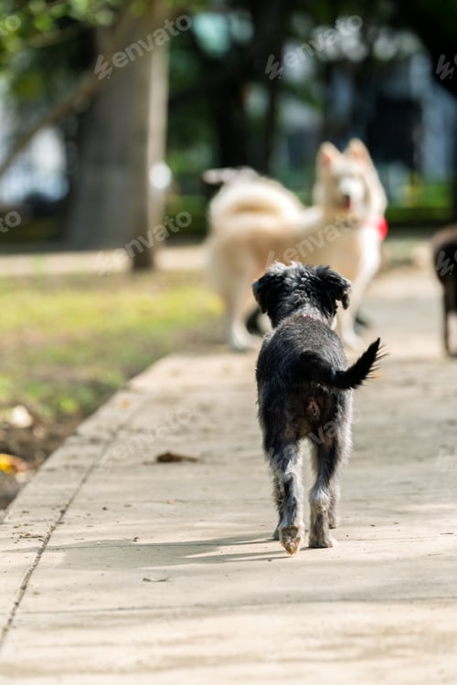 Preview: Small black dog walking away from other dogs in park
