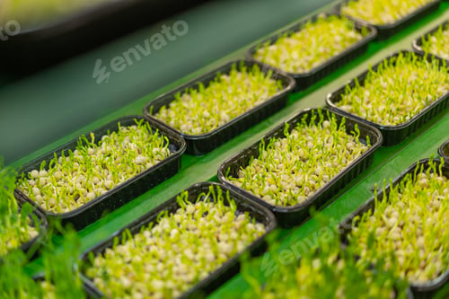 Preview: growing microgreens organic farming concept of pea germination rows of sprouts healthy eco food