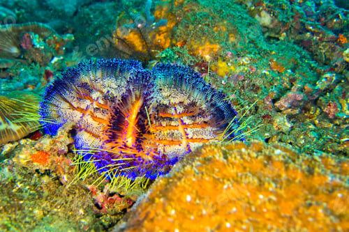 Preview: Variable Fire Urchin, Lembeh, North Sulawesi, Indonesia