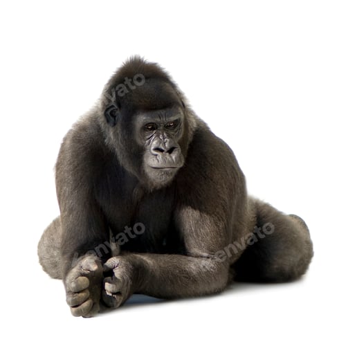 Preview: Young Silverback Gorilla