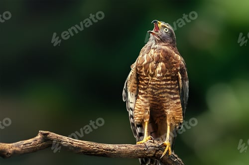 Preview: Roadside Hawk Screaming (Rupornis magnirostris) - Bird of Prey